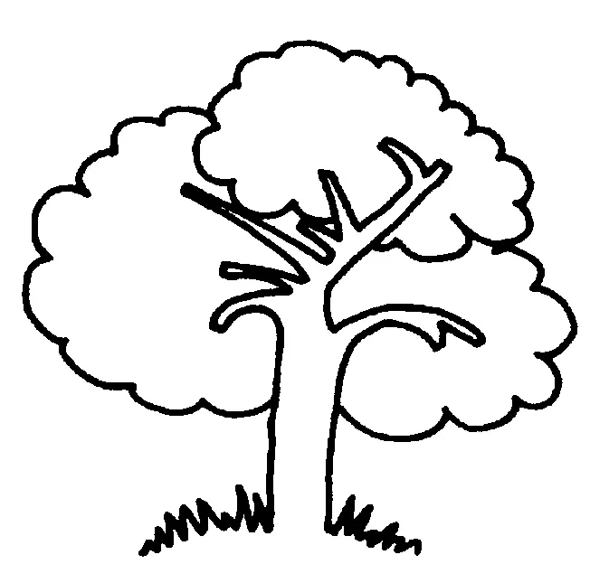 Arbre 6